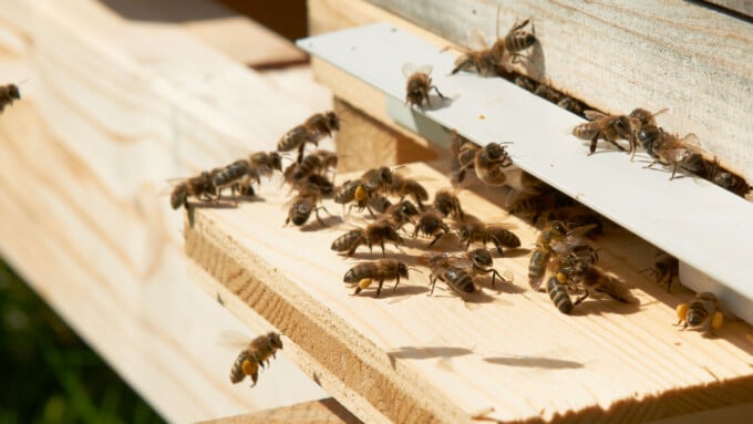 Bienensterben: Streit um Insektengifte