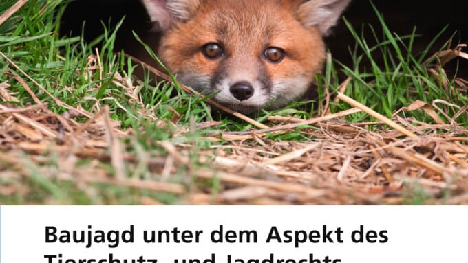 „Baujagd unter dem Aspekt des Tierschutz- und Jagdrechts“ (Gieri Bolliger, Andreas Rüttimann & Vanessa Gerritsen)