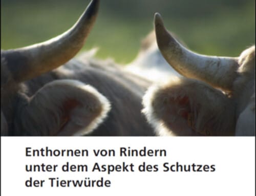 «Enthornen von Rindern unter dem Aspekt des Schutzes der Tierwürde» (Gieri Bolliger, Alexandra Spring & Andreas Rüttimann)