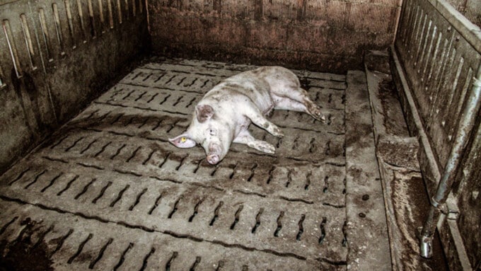 Krasse Missstände in Schweizer Schweineställen. Die Hintergründe zum Schweine-Report