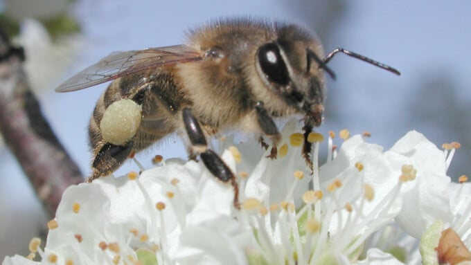 Die Europäische Honigbiene