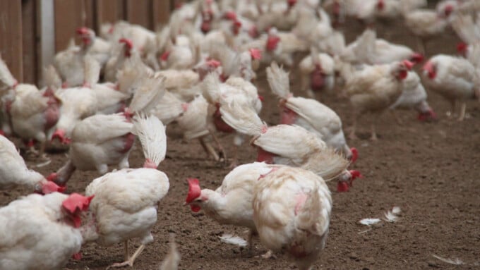 „20 Jahre Schweiz ohne Hühnerbatterie: ein Erfolg für den Tierschutz?“