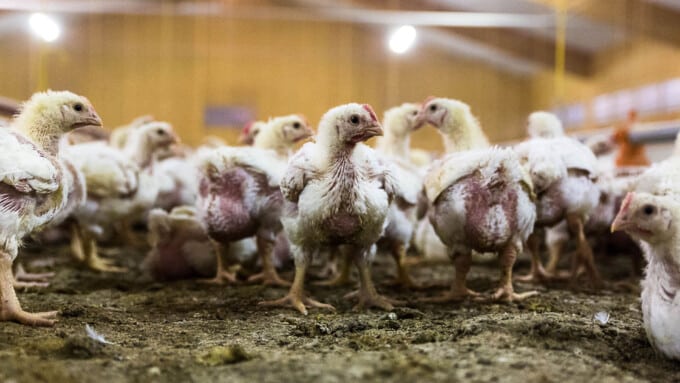 Schweizer Landwirtschaft im Wandel – das Beispiel Huhn