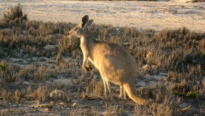Das Känguru