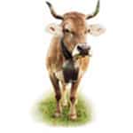 Bio-Milch von Bio-Kuh, oder: Was die Werbung nicht alles verbirgt