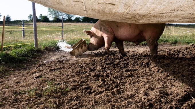 „Lebenshöfe als vegane Vision. Die Chance für die Tierrechtsbewegung“