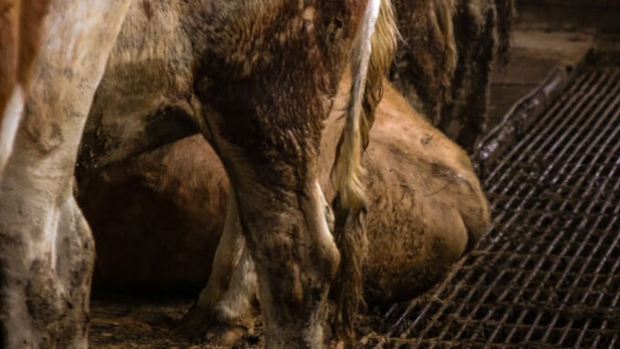 Tier im Fokus zeigt Rinderhalter wegen mehrfacher Tierquälerei an