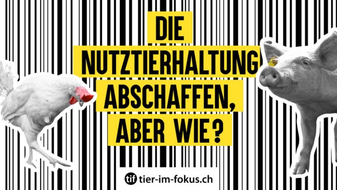 Die Nutztierhaltung abschaffen – aber wie?