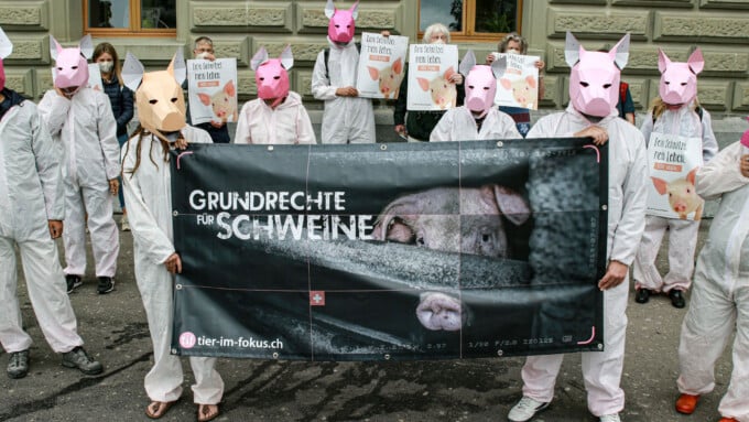 Fast 15.000 Menschen fordern Grundrechte für Schweine