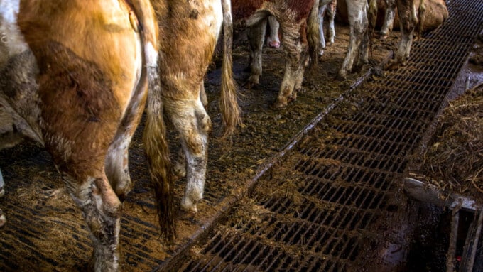 Tier im Fokus zeigt Rinderhalter wegen mehrfacher Tierquälerei an