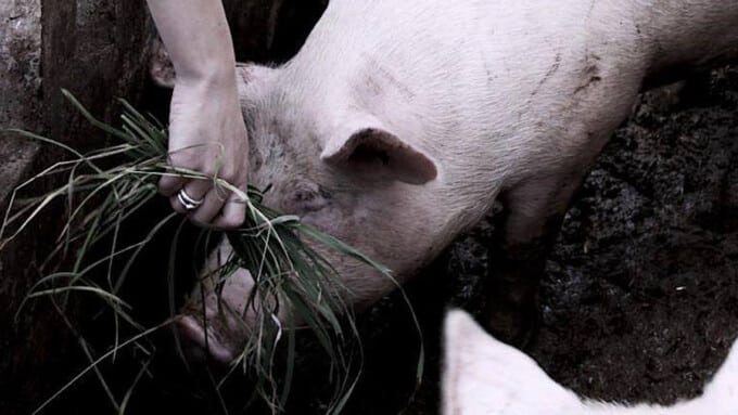 Filmabend: Tierrechte & Vegan