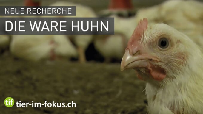 TIF-Recherche: Die Ware Huhn