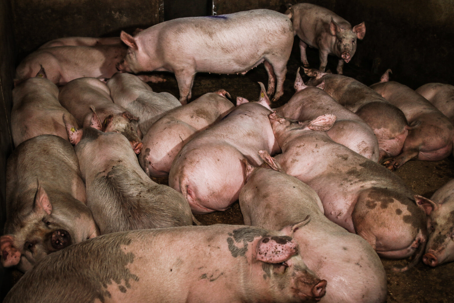 Schweinestau in der Fleischindustrie