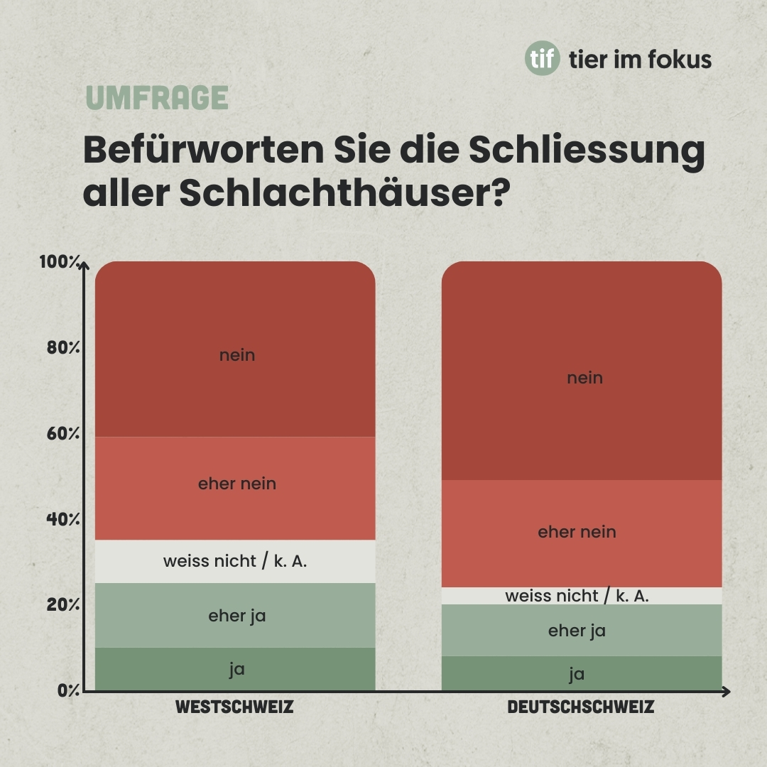 Infografik Umfrage Schliessung Schlachthäuser