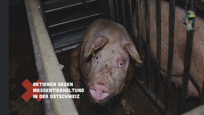 Mit Flyer und Plakaten gegen die Massentierhaltung in der Ostschweiz