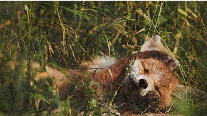 Eine Tierrechtsposition zur Jagd
