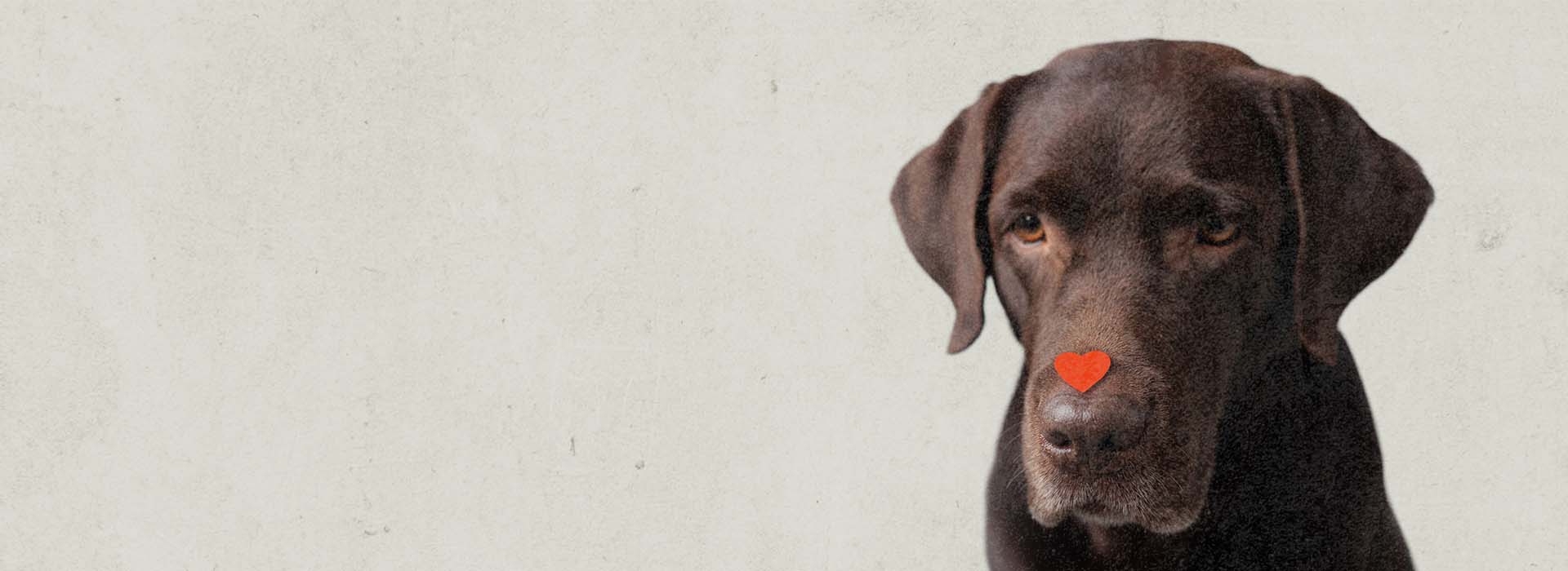 Strategien, um Menschen für Tiere zu gewinnen