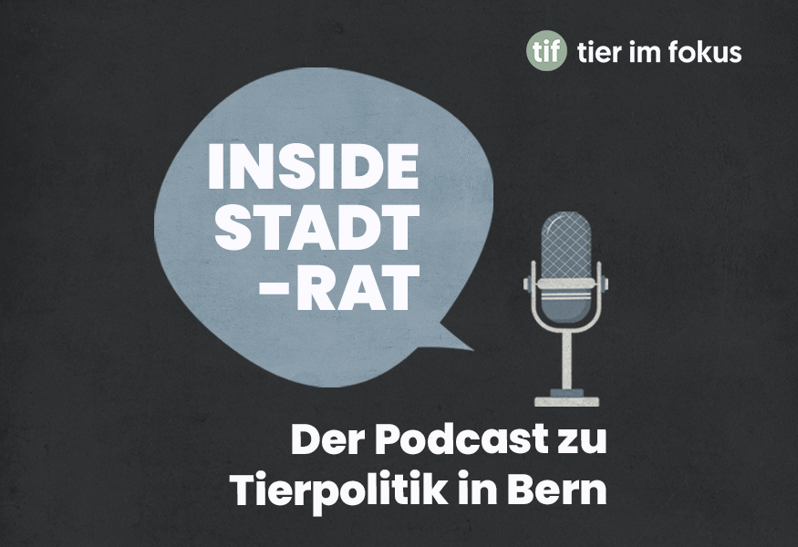 Neues Podcast: Unsere Voten aus dem Stadtrat