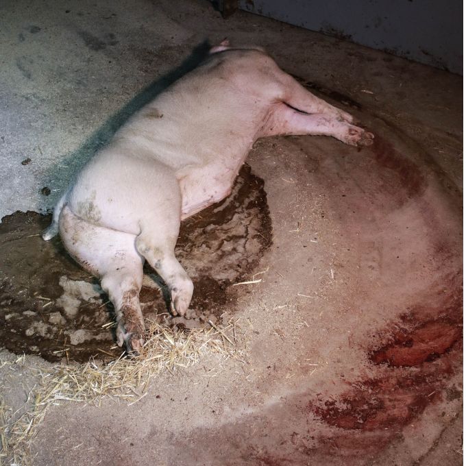 Dieses schwer kranke Tier wurde in einem Betrieb aus der Schweine-Verbandsspitze einfach sich selbst überlassen.