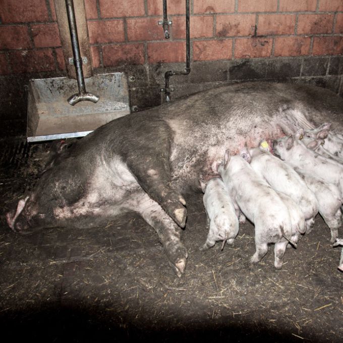 Viele Schweine sind völlig verdreckt.