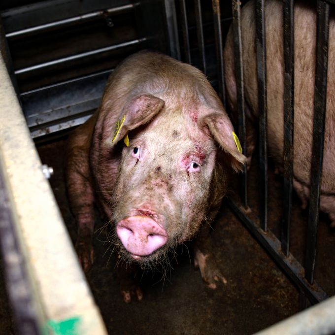 Eine völlig abgemagerte Muttersau im Kastenstand.