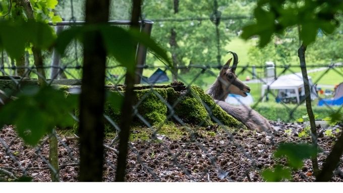Kritik an Tötung «überzähliger» Tiere im Tierpark Bern