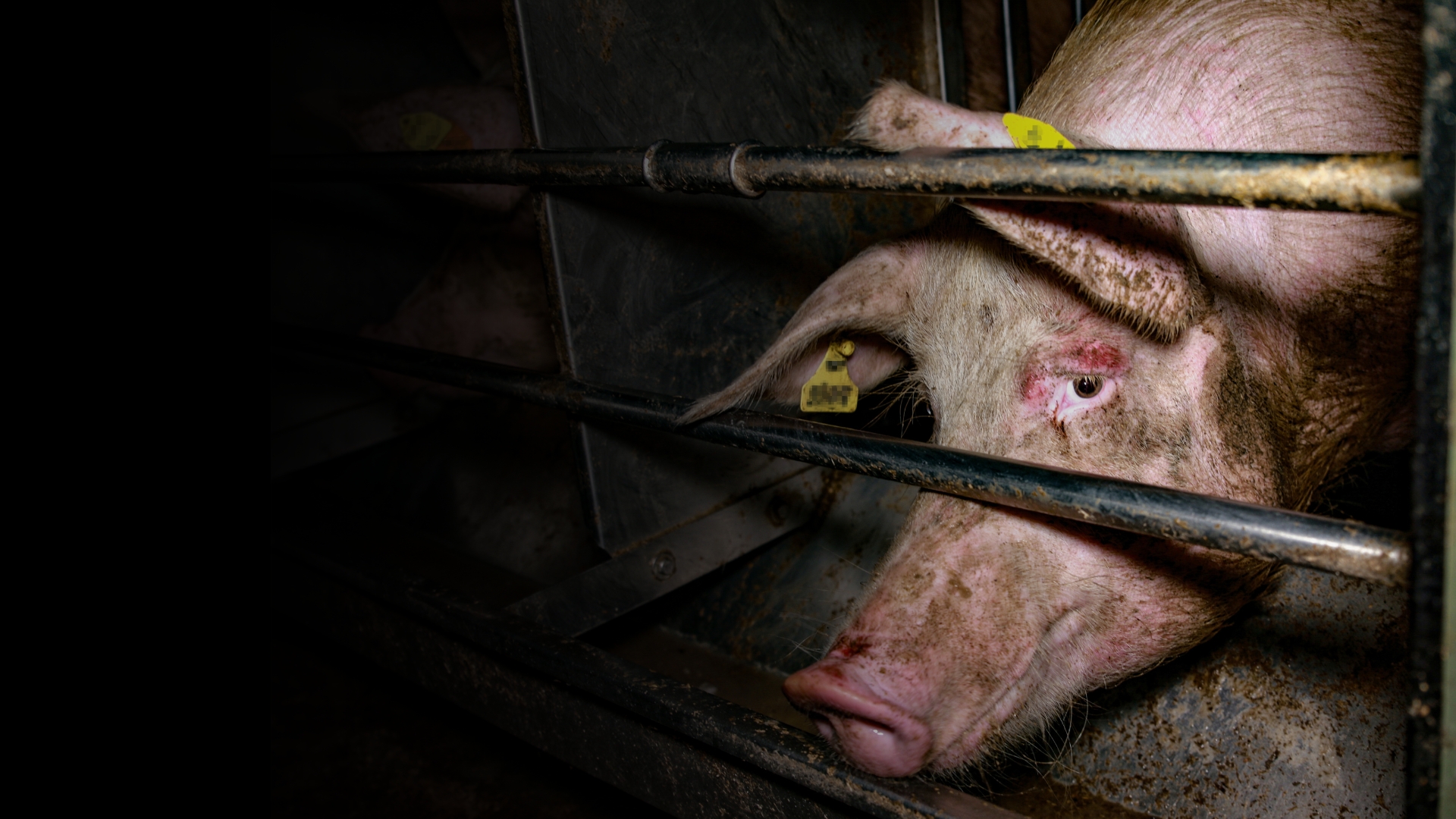 Tierschutzkontrollen