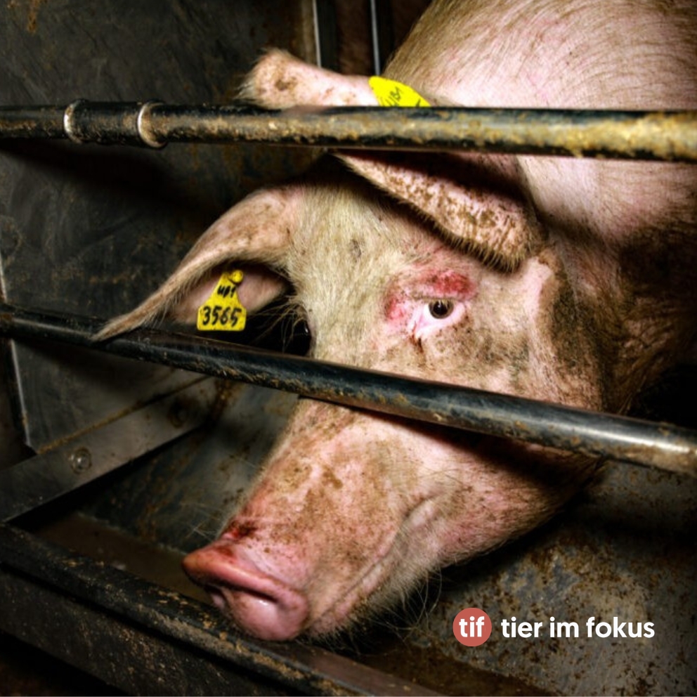 Bild von Muttersau im Kastenstand, das direkt in die Kamera schaut.