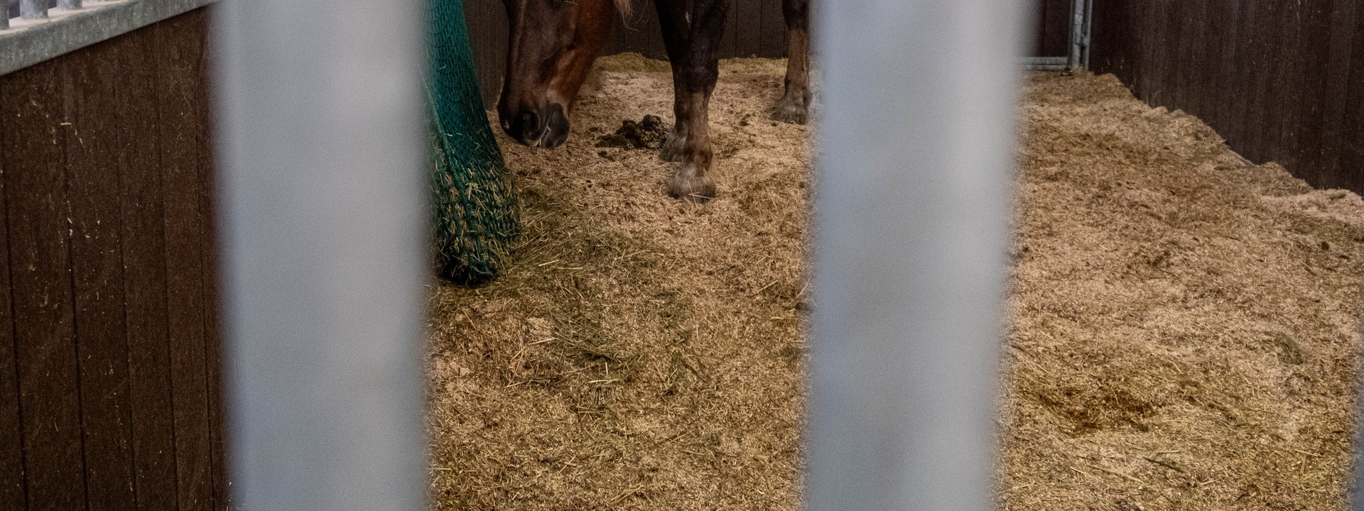 Keine Feuerpferde in Bern – TIF reicht Motion gegen Feuer-Shows mit Tieren ein