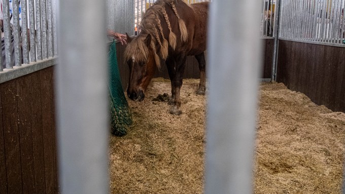 Keine Feuerpferde in Bern – TIF reicht Motion gegen Feuer-Shows mit Tieren ein