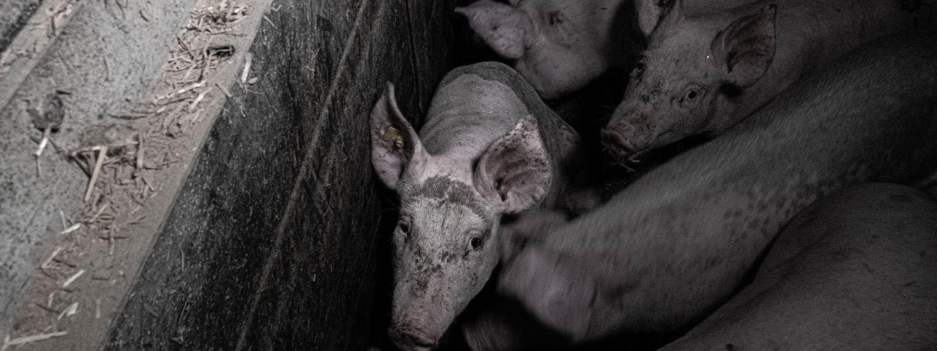 Strenges Gesetz, milder Vollzug? Berner Politik nimmt Tierschutzkontrollen unter die Lupe