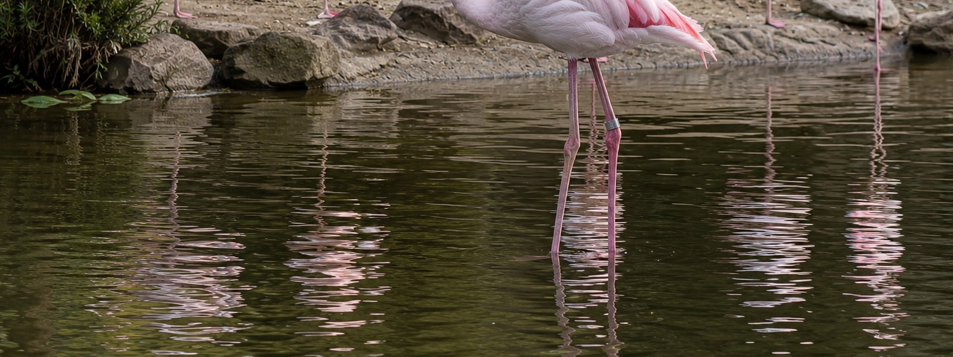 Tier im Fokus (TIF) fordert Transparenz zur Flamingo-Haltung in Bern