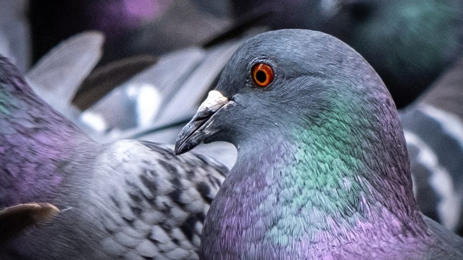 Tierschutz kritisiert den Abbau der Taubenschläge