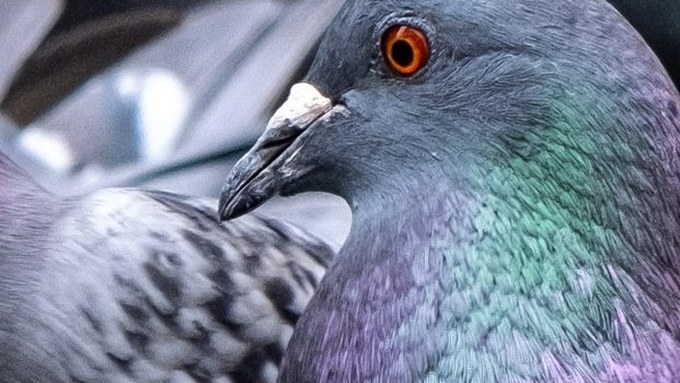 Tierschutz kritisiert den Abbau der Taubenschläge